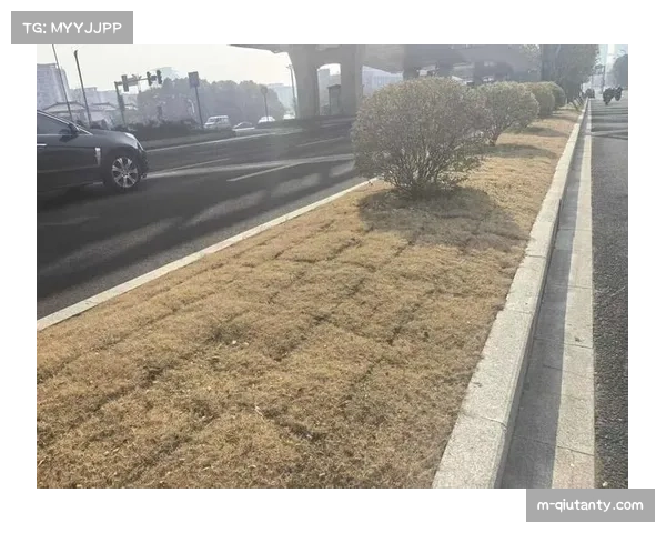 乌迪内斯主场弗留利球场完成草皮更换，新草皮球速测试结果理想